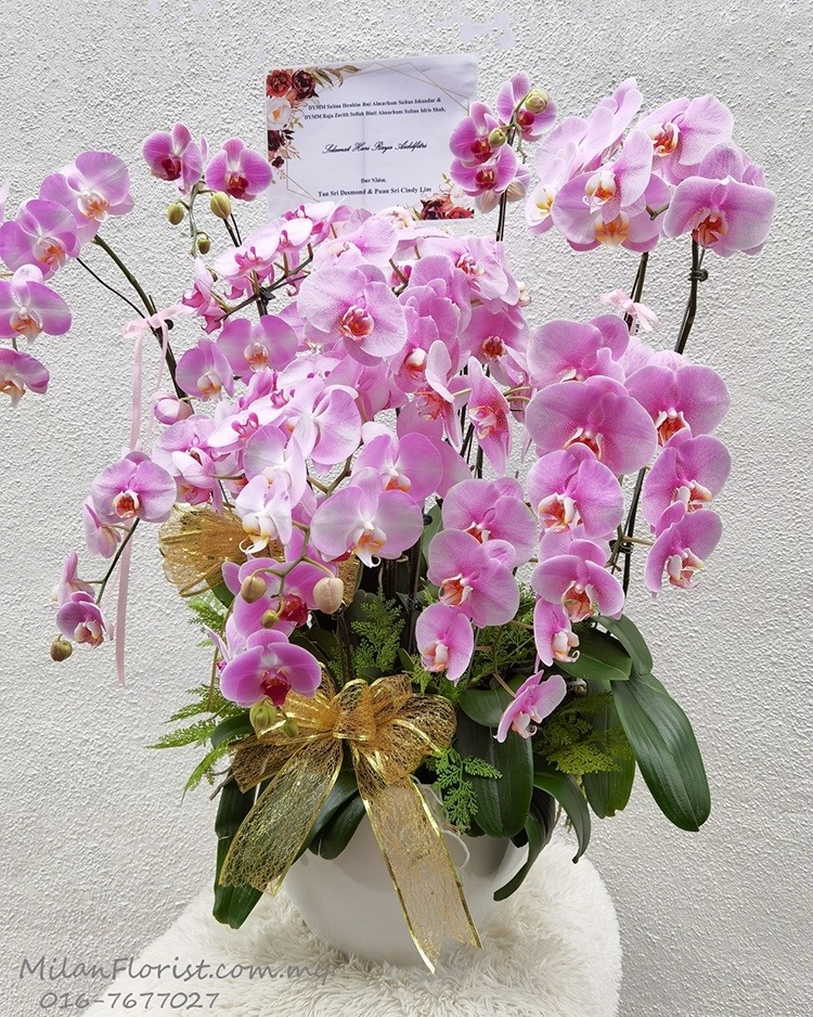 Milan Florist Phalaenopsis Bouquet 米兰蝴蝶兰花束005 Milan Florist Milan Florist Phalaenopsis Bouquet 米兰蝴蝶兰花束005 Milan Florist